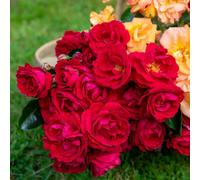 Marshalls Garden Rose 'precious Ruby' Floribunda Compact Ruby Red Blooms Bare Root