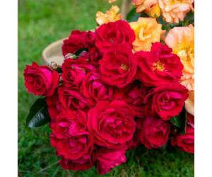 Marshalls Garden Rose 'precious Ruby' Floribunda Compact Ruby Red Blooms Bare Root