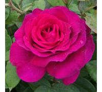 Marshalls Garden Rose 'pure Poetry' Fragrant Deep Magenta Hybrid Tea Rose Bare Root