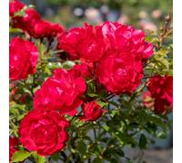 Marshalls Garden Rose 'raspberry Royale' - Compact Patio Rose With Fragrant Raspberry-Red Blooms Bare Root
