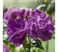 Marshalls Garden Rose Rhapsody In Blue Roty 2003 - Purple Shrub Rose Bare Root