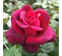 Marshalls Garden Rose 'royal Parfuma' Scented Dark Purple-Red Hybrid Tea