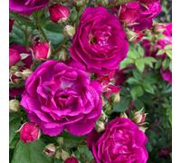 Marshalls Garden Rose 'siluetta Purple' Repeat-Flowering Rambling Rose 1.5-2.5M Bare Root