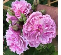 Marshalls Garden Rose 'siluetta Romantic' Compact Repeat-Flowering Rambling Rose Bare Root