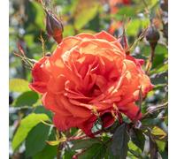 Marshalls Garden Rose 'super Trouper' (Floribunda) Hardy, Fragrant Orange Blooms, Rhs Agm Bare Root