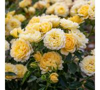 Marshalls Garden Rose 'sweet Memories' Patio Rose - Compact Scented Lemon-Yellow Blooms Bare Root