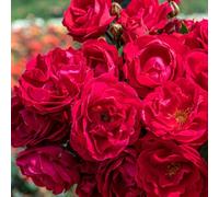 Marshalls Garden Rose 'sweet Wishes' - Compact Dark Red Patio Rose 4.5 Litre Plant