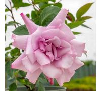 Marshalls Garden Rose 'twice In A Blue Moon' (Hybrid Tea) Bare Root