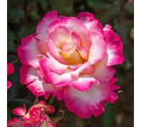 Marshalls Garden Rose 'you're My Everything' Roty 2025 (Hybrid Tea Rose) Bare Root
