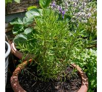 Marshalls Garden Rosemary Upright - Aromatic, Hardy Perennial Herb For Pots And Borders 3 X 9Cm Plants