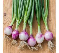 Marshalls Garden Ruby Red Onion Seeds - Mild, Sweet, Versatile For Pots And Gardens 250 Seeds