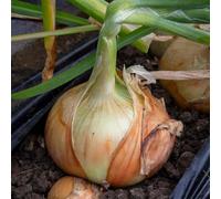 Marshalls Garden Rumba Heat-Prepared Onion Sets Spring Planting Approx 65-75 Sets