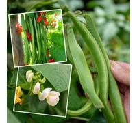 Marshalls Garden Runner Bean Seeds Duo 'firestorm' & 'white Lady' Stringless Self-Fertile 2 X 45 Seeds