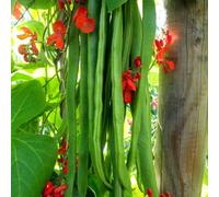 Marshalls Garden Runner Bean Seeds Firestorm - Self-Fertile, High-Yield, 45 Seeds