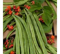 Marshalls Garden Runner Bean Seeds 'guinness Record' 50 Seeds - Extra-Long Pods And Red Flowers
