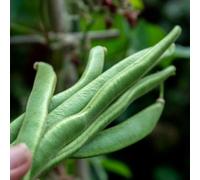 Marshalls Garden Runner Bean Seeds 'moonlight' - 50 Seeds White-Flowered Climber