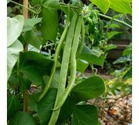 Marshalls Garden Runner Bean Seeds 'st George' 50 Seeds Early High-Yield Variety