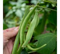 Marshalls Garden Runner Bean Seeds 'white Lady' 50 Seeds White-Flowered Variety