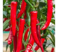 Marshalls Garden Sahem Chilli Seeds High-Yielding Capsicum Annuum For Pots And Greenhouses 80 Seeds