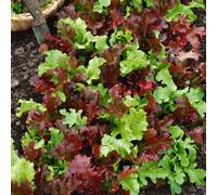 Marshalls Garden Salad Bowl Mix Lettuce Seeds 1500 Seeds Cut-And-Come-Again