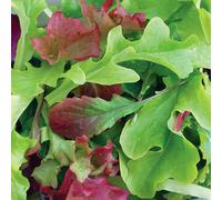 Marshalls Garden Salad Leaf Seeds Baby Leaf Mix 1G Pack 2000 Seeds