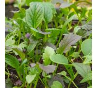 Marshalls Garden Salad Leaves Seeds Provencale Mix Winter-Hardy Blend 1000 Seeds