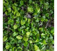 Marshalls Garden Salad Seeds 'bright & Spicy' Mix 500 Seeds