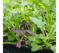 Marshalls Garden Salad Seeds Herb Mix - Mixed Baby Leaf And Herb Pack