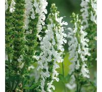 Marshalls Garden Salvia 'lyrical White', Hardy White-Flowering Perennial, Compact And Pollinator-Friendly 3 Jumbo Plugs