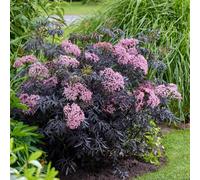Marshalls Garden Sambucus 'cherry Lace' - Compact Deciduous Shrub With Maroon Foliage And Pink Flowers, Pack Of 3 X 9Cm