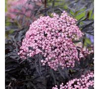Marshalls Garden Sambucus 'cherry Lace' - Compact Maroon-Foliage Shrub 3 Litre Plant