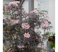Marshalls Garden Sambucus Nigra 'black Lace' 9Cm Pot Hardy Black Elder Shrub 9Cm Plant