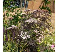 Marshalls Garden Sambucus Nigra 'black Lace' Elder Shrub, Black Foliage, 3L Pot