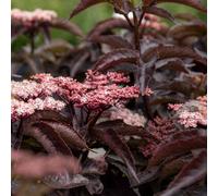 Marshalls Garden Sambucus Nigra 'black Tower' Compact Upright Elder Shrub For Borders