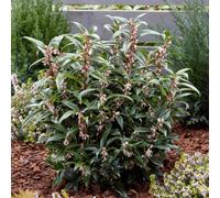 Marshalls Garden Sarcococca Hookeriana 'winter Gem' - 3 X 9Cm Evergreen Shrubs, Winter-Scented Flowers.