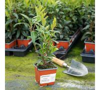 Marshalls Garden Sarcococca Hookeriana 'winter Gem' - Evergreen Fragrant Winter-Flowering Shrub (Hardy H5) 9Cm Plant
