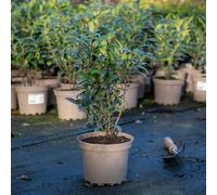 Marshalls Garden Sarcococca Hookeriana 'winter Gem' - Evergreen Fragrant Winter-Flowering Shrub (Hardy H5) 2 Litre Plant