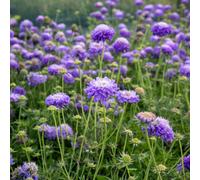 Marshalls Garden Scabious 'blue Note' - Blue Perennial For Pots And Borders 9Cm Pot