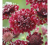 Marshalls Garden Scabious 'fire King' Seeds - Deep Red Cut Flowers 50 Seeds