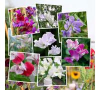 Marshalls Garden Scent-Tastic Sweet Pea Seed Collection - 8 Packs Of Mixed Fragrant Varieties