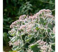 Marshalls Garden Sedum 'seduction La Vie En Rose' - Compact Hardy Perennial For Sunny Containers 9Cm Plant