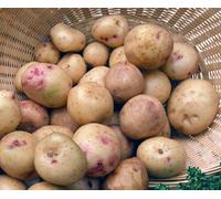 Marshalls Garden Seed Potato 'cara' 1Kg Tubers