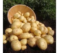 Marshalls Garden Seed Potato 'casablanca' 1Kg Tubers