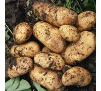 Marshalls Garden Seed Potato 'charlotte' 2Kg Tubers