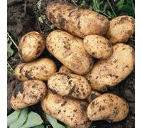 Marshalls Garden Seed Potato 'charlotte' 5Kg Tubers
