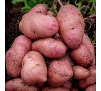 Marshalls Garden Seed Potato 'desiree' 1Kg Tubers
