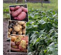 Marshalls Garden Seed Potato Disease Resistant Collection 3 X 1Kg