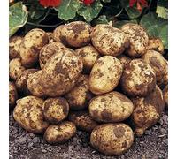 Marshalls Garden Seed Potato 'foremost' 1Kg Tubers