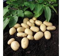 Marshalls Garden Seed Potato 'jazzy' 1Kg Tubers