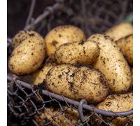 Marshalls Garden Seed Potato Jazzy - Rhs Agm, Christmas Harvest 1Kg Pack